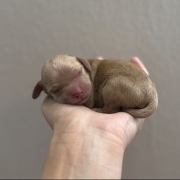 Apollo - Buff and white male Cockapoo puppy in Ville Platte, Louisiana from E&B