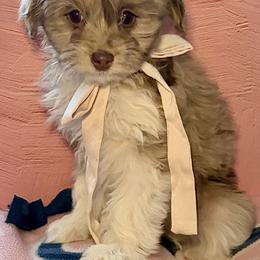 Elsa - Red merle female Aussiedoodle puppy in Castalia, Iowa from K&K Kennels