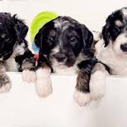 Bernedoodles and Goldendoodles from Ruby's Doodles