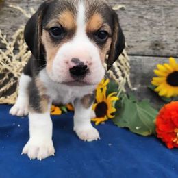 Charlie - Black tan and white male Beagle puppy in Colville, Washington from Rosehaven Homestead