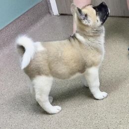 Akita Puppies from Chelsea's Akitas