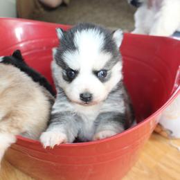 Cookie - Black and white female Pomsky puppy in Stockton, Utah from Mischa Nelson