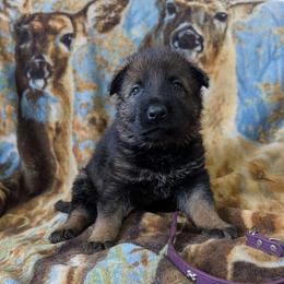 Purple - Sable female German Shepherd puppy in Motley, Minnesota from Von Thomson Haus