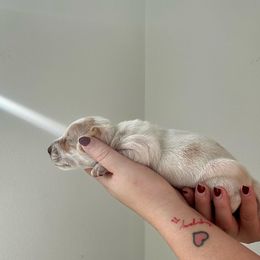 Dachshund Puppies from Magnolia Dachshunds