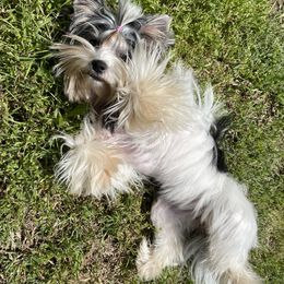 Biewer Terrier and Yorkshire Terrier Puppies from Yorkie Town California