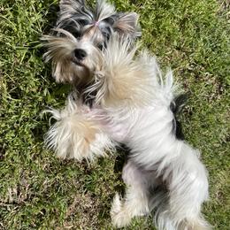 Biewer Terrier and Yorkshire Terrier Puppies from Yorkie Town California