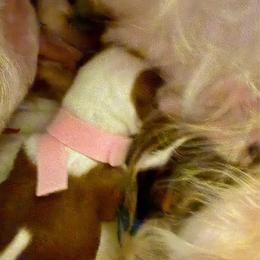 F5 - Chocolate, tan and white female Yorkshire Terrier puppy in Tangipahoa County, Louisiana from Riche’ Louisiana Yorkies