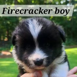 Firecracker - Black and white male Border Collie puppy in Powder Springs, Georgia from Snowbird Border Collies