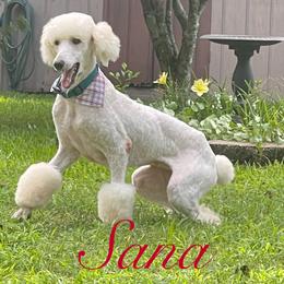 Poodle Puppies from Semmy’s standard Poodle