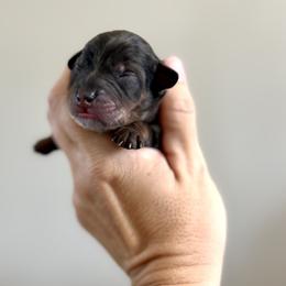 Nicholas - Merle male Goldendoodle puppy in Bradenton, Florida from Doodle Acres