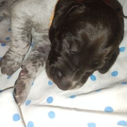 Orange - Liver roan female German Shorthaired Pointer puppy in Marble, North Carolina from Dancin' German Shorthaired Pointer's