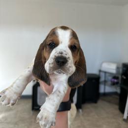 Girl 3 - Black brown and white female Basset Hound puppy in Las Animas, Colorado from J&D Dachsies