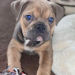 Olde English Bulldogge Puppies from Envyus Kennels