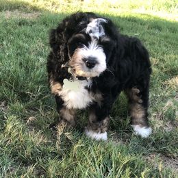 Bernedoodle Puppies from Gaston’s Posh Poodles and Doodles