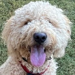 Boone - Goldendoodle