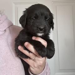 Girl 1 (Light Pink) - female Golden Mountain Dog puppy in Wyoming from Great Basin BMD