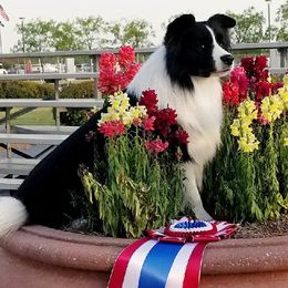 Border Collies from Majestic Border Collies