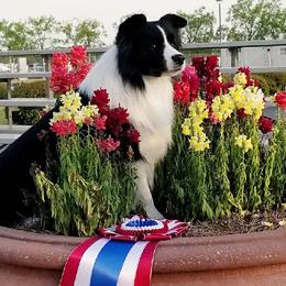 Border Collies from Majestic Border Collies