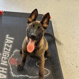 Belgian Malinois, Dutch Shepherds, German Shepherds, and xDutch Shepherds from Vom Jazzigen Haus