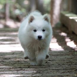 Pomsky Puppies from New World Pomskies