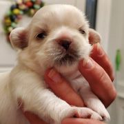 Tibetan Spaniel Puppies from Jewel Acres