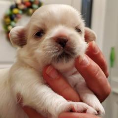 Tibetan Spaniel Puppies from Jewel Acres