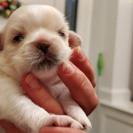 Tibetan Spaniel Puppies from Jewel Acres