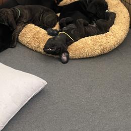 Cane Corso Puppies from Valentina Cane Corso