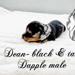 Dean - Dapple male Dachshund puppy in Prairieville, Louisiana from Southern Barron Danes & Dachshunds
