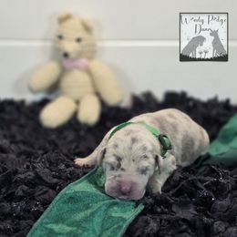 Puppy 7 - Merle female Great Dane puppy in Lore City, Ohio from Windy Ridge Danes
