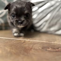 Chihuahua Puppies from Clan Cordovathone