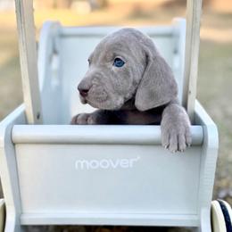 Sadie - Gray female Weimaraner puppy in Taylorsville, Mississippi from Southern Magnolia Weimaraners