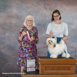 Lowchen All Grown Up from Potrero Lowchen