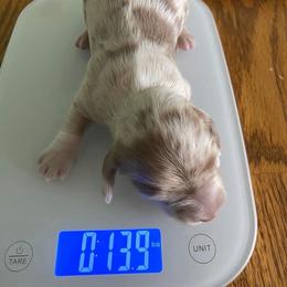 Chili - Fawn (isabella) and tan female Dachshund puppy in Dayton, Ohio from LUXEYPUPS