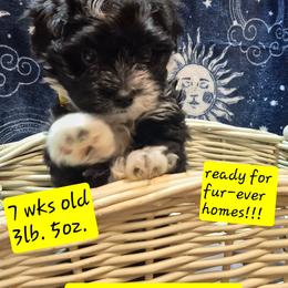 Girl 4 - Black and white female Havanese puppy in Manchester, Texas from Mimi's Havanese