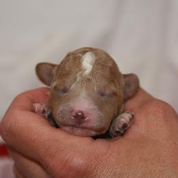 Australian Shepherd, Goldendoodle, and Poodle Puppies from 5AFarms