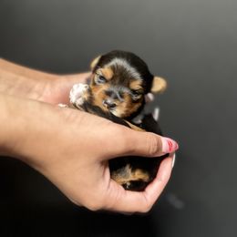 Yorkshire Terrier Puppies from A yorkie palace