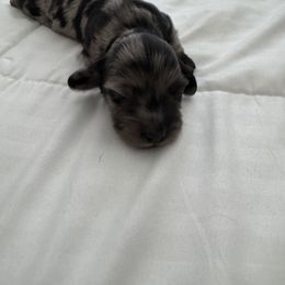 Dachshund Puppies from Twinkle Dachs