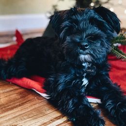 Miniature Schnauzers from Synergy Schnauzers