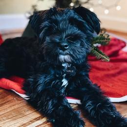 Miniature Schnauzers from Synergy Schnauzers