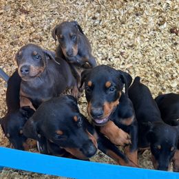 Doberman Pinscher puppies from Morningstar Kennel