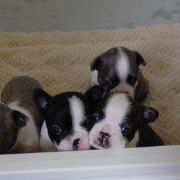 Opus - Brindle and white male Boston Terrier puppy in Star, North Carolina from Meatloaf's Bostons Family