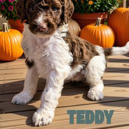 Teddy - Parti male Goldendoodle puppy in Ellenburg Center, New York from Kristin's Puppies
