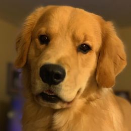 Golden Retriever All Grown Up from Sue Gamble's Golden Retrievers