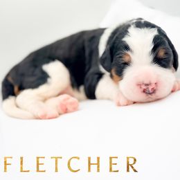 FLETCHER - Tri-color male Bernedoodle puppy in Tipton, Indiana from Country Creek Doodles