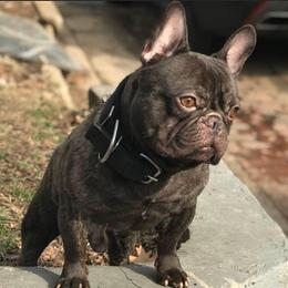 French Bulldogs from 730BULLIES