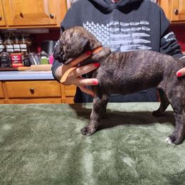 Girl - Gray Cane Corso puppy in Sturgeon Lake, Minnesota from Coffee Lake K9s