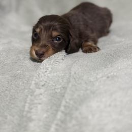 Klaus - Chocolate and tan male Dachshund puppy in Dawson, Alabama from Bells Dashing Dachshunds