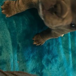 French Bulldogs from RCFrenchies