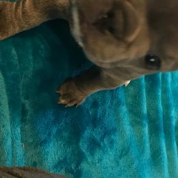 French Bulldogs from RCFrenchies